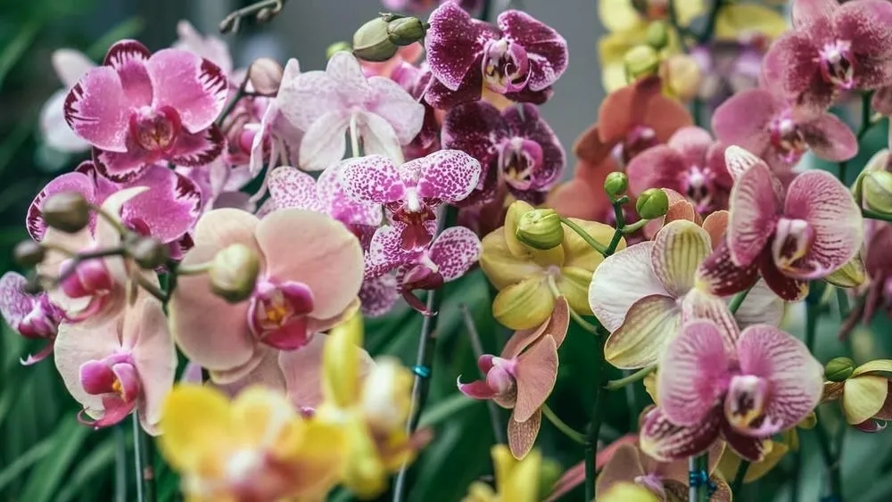 Orchids in various colors, such as pink, lilac, and yellow, with vibrant flowers and thin stems, in an environment with green foliage in the background. The image highlights the beauty and delicacy of the flowers.