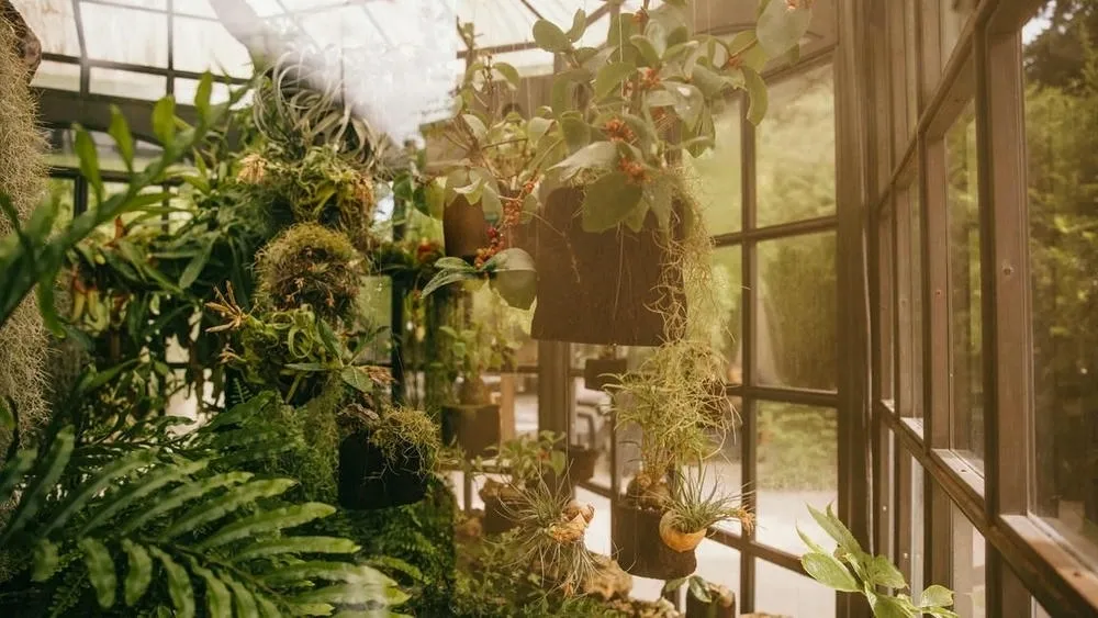 Plantas verdes colgantes en macetas de coco, con grandes ventanas de vidrio al fondo que aportan mucha luz natural al ambiente. El enfoque está en los variados follajes y la estructura de madera de las ventanas.
