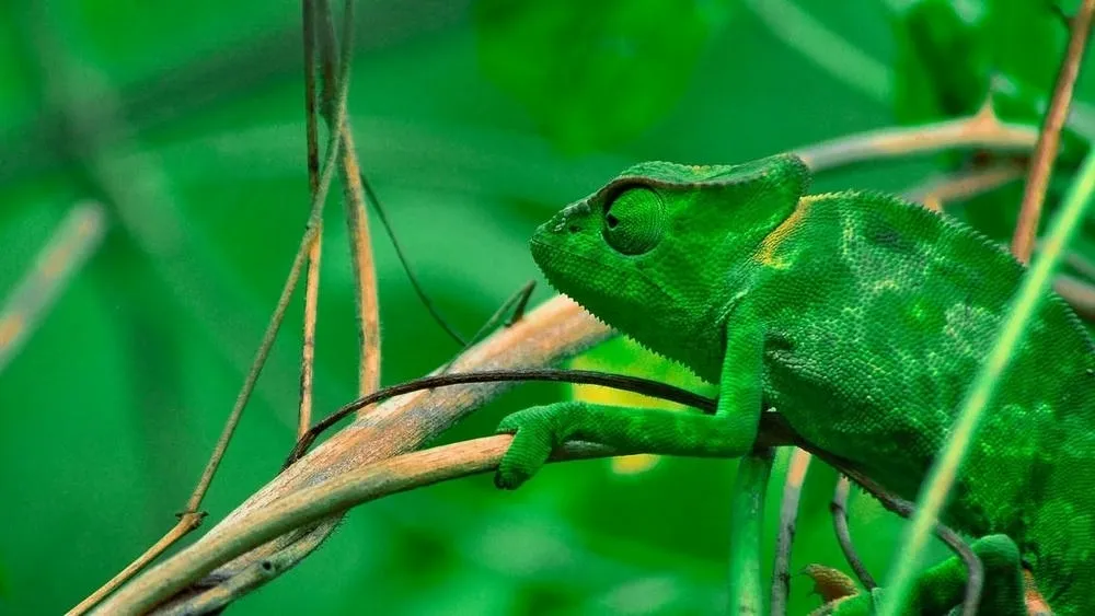 Uma planta com folhas verdes e flores coloridas, mostrando a diversidade de cores na natureza para camuflagem e sinalização.
