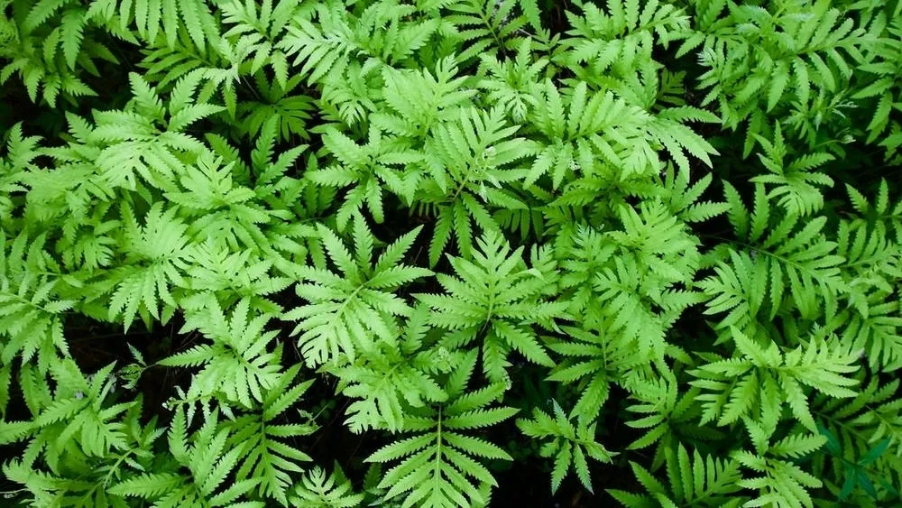 Top view of a tangle of light green fern leaves, filling the entire image. The leaves are detailed and vibrant, creating a dense and natural texture.