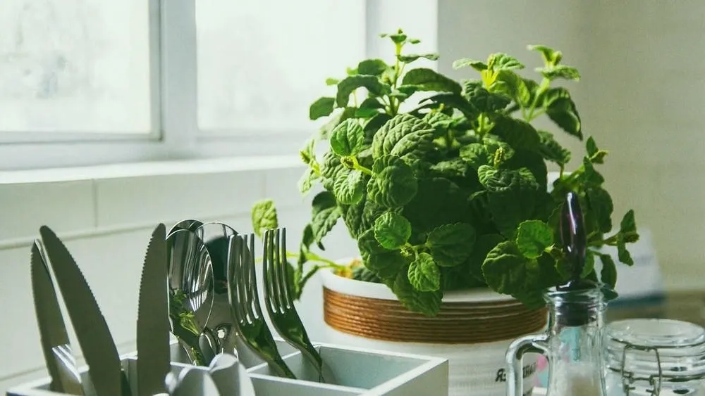 A small basil plant in a ceramic pot with rope details, positioned near a window. In the foreground, a cutlery organizer with knives, forks, and spoons. The scene suggests a kitchen with a green touch and functionality.