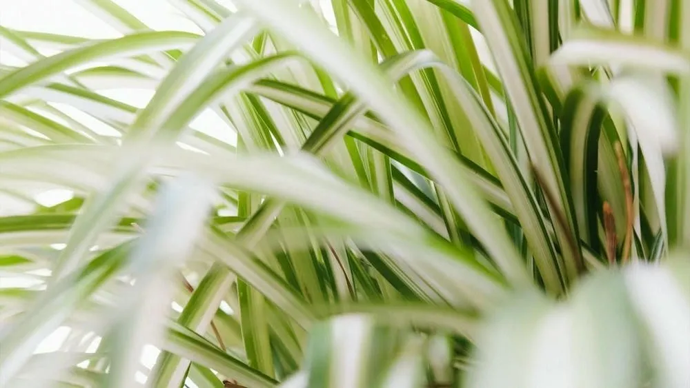 Folhas longas e esguias de uma planta-aranha, com tons de verde e branco. A imagem é um close-up das folhas, mostrando sua textura e padrão listrado.