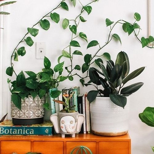 Como usar plantas na decoração da casa