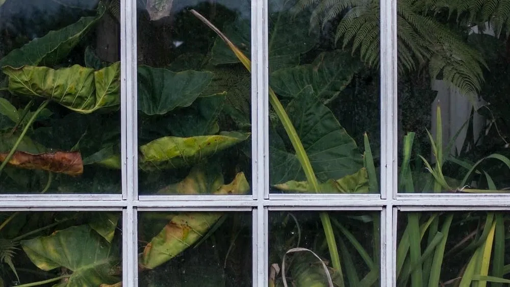 Grandes folhas verdes e folhagens variadas vistas através de janelas de vidro. As folhas estão em primeiro plano e o exterior, com mais vegetação, aparece desfocado ao fundo. A composição sugere um jardim de inverno, integrando o interior com a natureza.