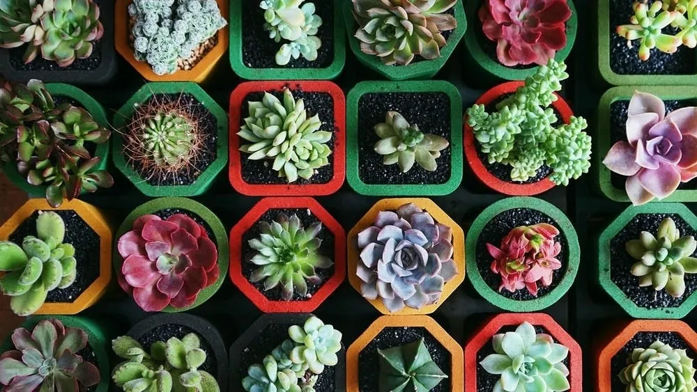 Uma variedade de plantas suculentas em pequenos vasos coloridos (verdes, vermelhos, laranjas, roxos), dispostas em uma superfície escura. As suculentas apresentam diferentes formatos e tons de verde e roxo.