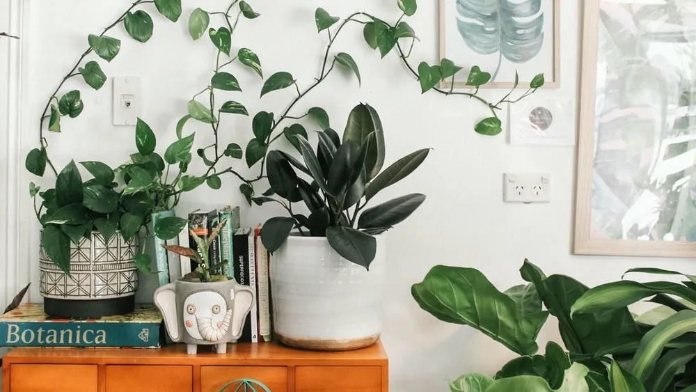Uma estante de madeira com livros e diversos vasos de plantas, incluindo uma planta jibóia com folhas verdes e brancas penduradas, uma planta de borracha de folhas escuras em um vaso branco, e um pequeno vaso em formato de elefante com uma suculenta. Ao fundo, uma parede branca com quadros e um interruptor.