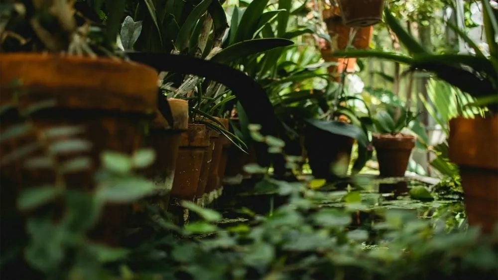 Fileira de vasos de terracota com plantas verdes, com foco em uma fileira de vasos em primeiro plano e outras plantas mais ao fundo, algumas em vasos suspensos. O ambiente é iluminado e sugere um espaço interno com vegetação.